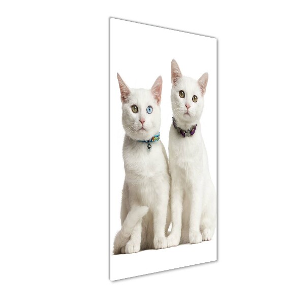 Cuadro de vidrio templado 4mm para pared vertical Dos gatos blancos