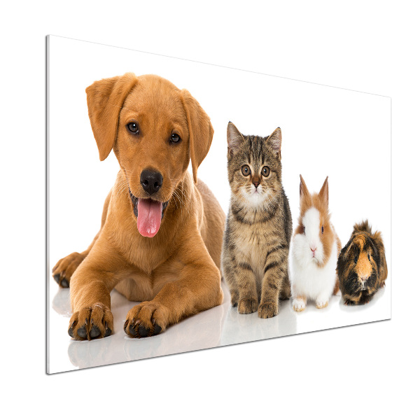 Panel para cocina Perro y gato