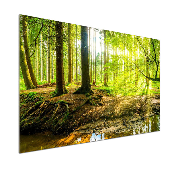 Panel antisalpicaduras rayos de sol en el bosque