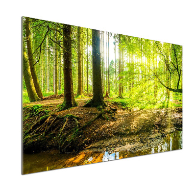 Panel antisalpicaduras rayos de sol en el bosque