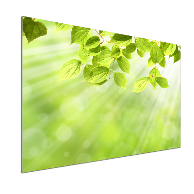 Panel antisalpicaduras Hojas