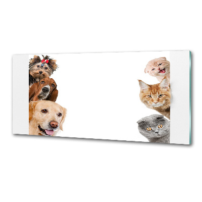 Panel de pared de cocina Perros y gatos