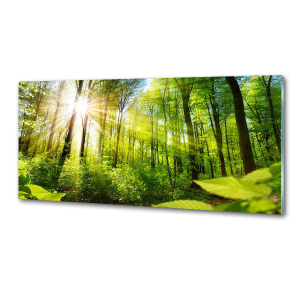 Panel antisalpicaduras Bosque al sol