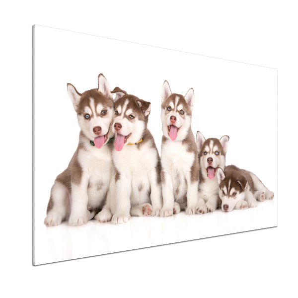 Panel antisalpicaduras Cachorros de husky