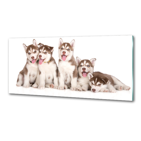 Panel antisalpicaduras Cachorros de husky
