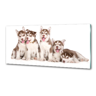 Panel antisalpicaduras Cachorros de husky