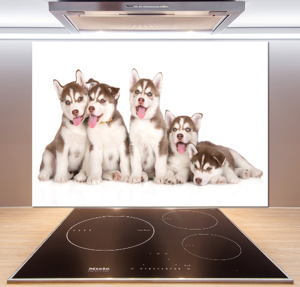 Panel antisalpicaduras Cachorros de husky