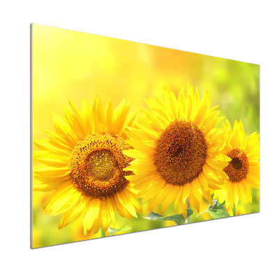 Panel antisalpicaduras Girasoles