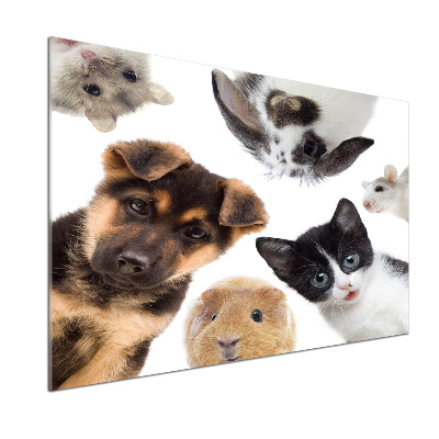 Panel para cocina Mascotas