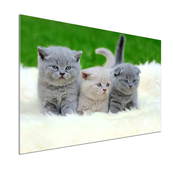 Panel de pared de cocina Tres gatos sobre una manta