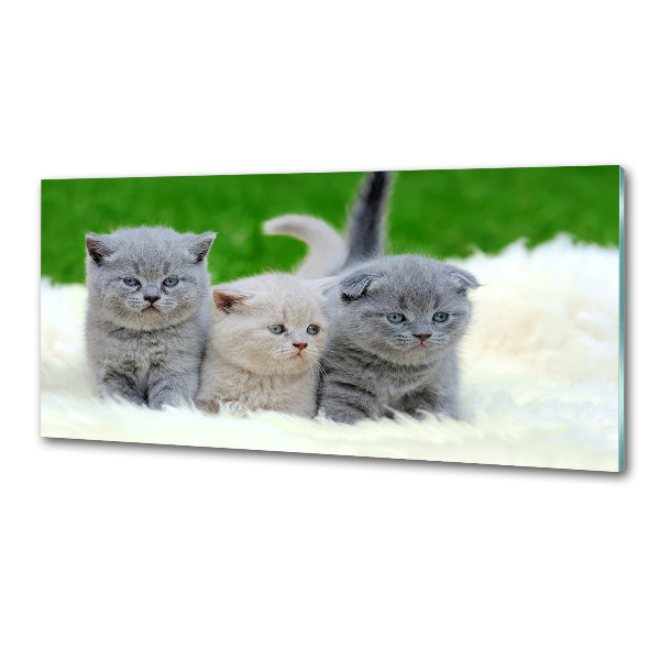 Panel de pared de cocina Tres gatos sobre una manta