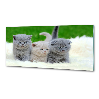 Panel de pared de cocina Tres gatos sobre una manta