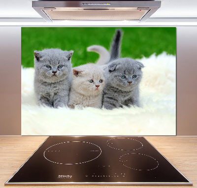 Panel de pared de cocina Tres gatos sobre una manta