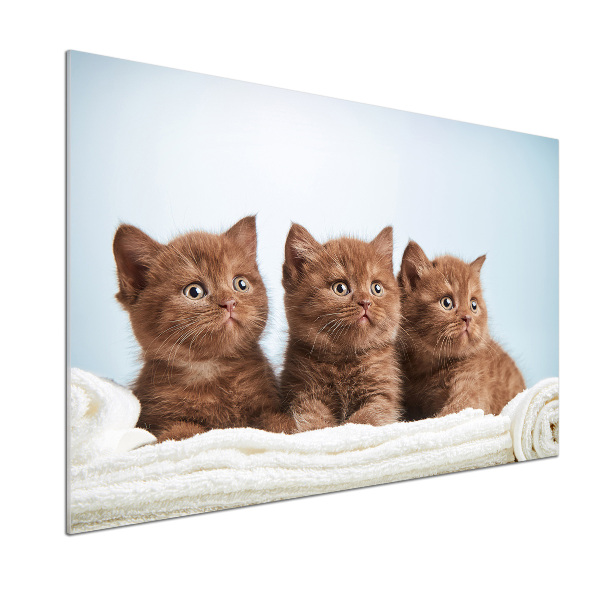 Panel antisalpicaduras Gatitos en una toalla