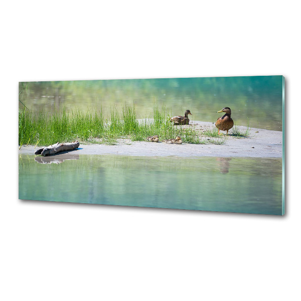 Panel de pared de cocina Patos junto al agua