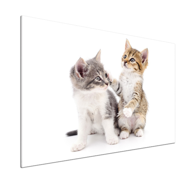 Panel de pared de cocina Dos pequeños gatos