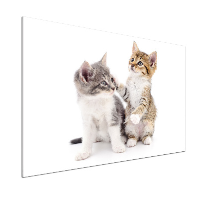 Panel de pared de cocina Dos pequeños gatos