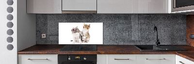 Panel de pared de cocina Dos pequeños gatos