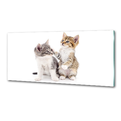 Panel de pared de cocina Dos pequeños gatos