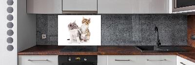 Panel de pared de cocina Dos pequeños gatos
