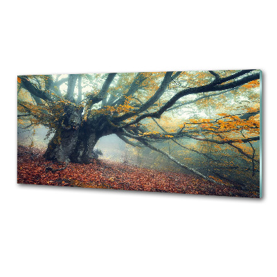 Panel dekor szkło Stare drzewo