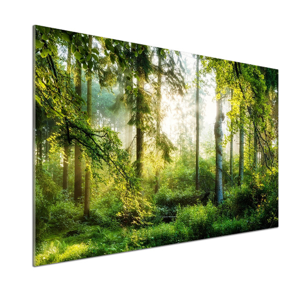 Panel de pared de cocina Bosque de sol matutino