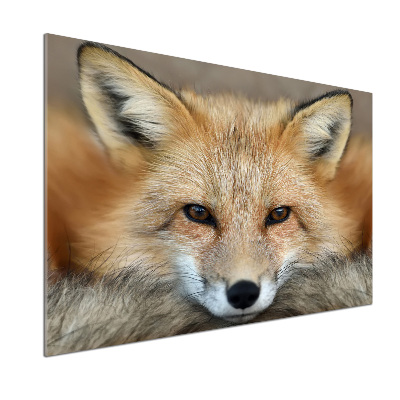 Salpicadero para cocina Zorro