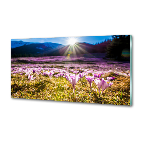 Panel para cocina Azafranes en el claro