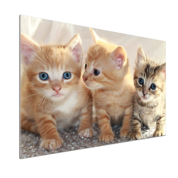Panel antisalpicaduras Pequeños gatos