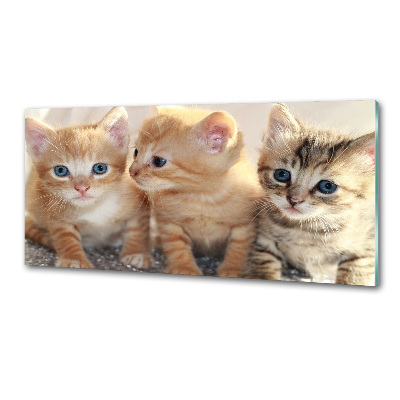 Panel antisalpicaduras Pequeños gatos