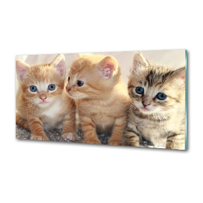 Panel antisalpicaduras Pequeños gatos