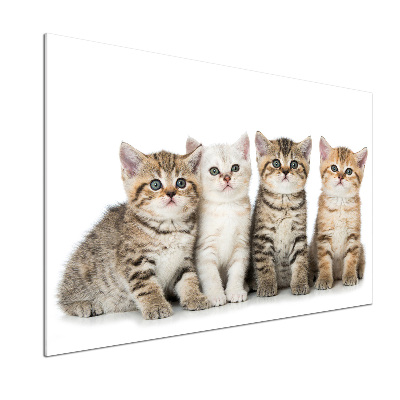 Panel para cocina Pequeños gatos