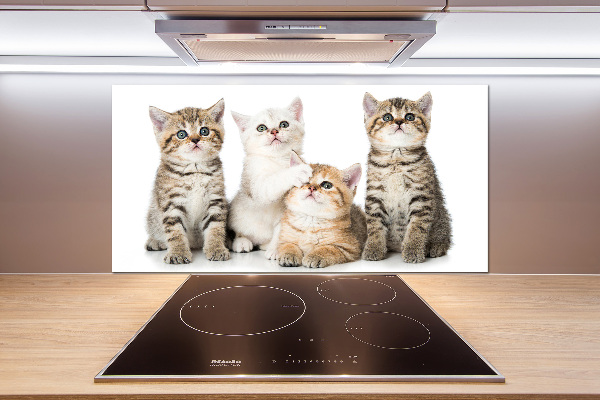 Panel de pared de cocina Pequeños gatos