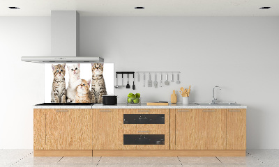 Panel de pared de cocina Pequeños gatos