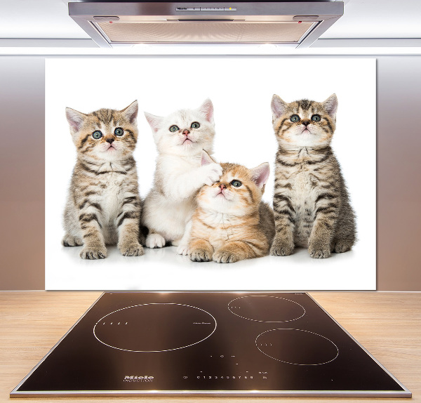 Panel de pared de cocina Pequeños gatos