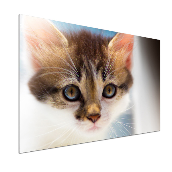 Salpicadero de cocina Pequeño gato