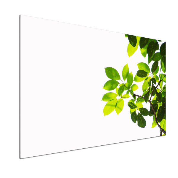 Panel para cocina Hojas