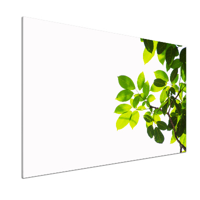 Panel para cocina Hojas