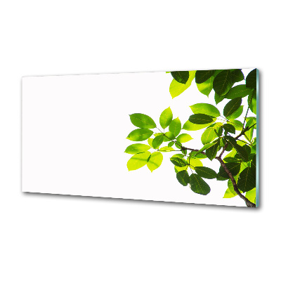 Panel para cocina Hojas