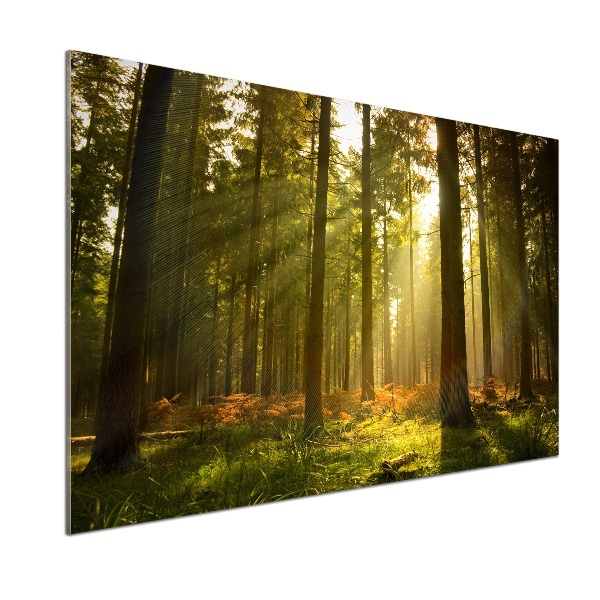 Panel de pared de cocina Bosque al sol