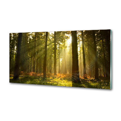 Panel de pared de cocina Bosque al sol