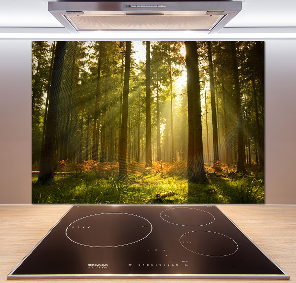 Panel de pared de cocina Bosque al sol