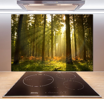 Panel de pared de cocina Bosque al sol