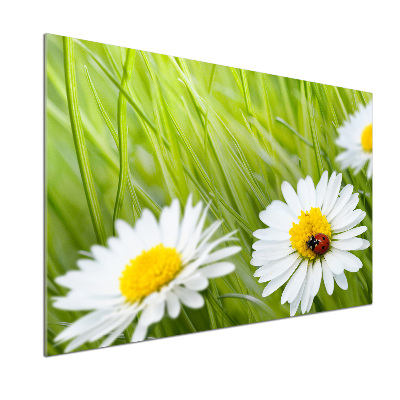 Panel między meble w kuchni Stokrotki