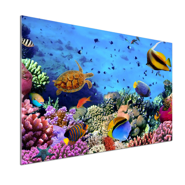 Panel de pared de cocina Arrecife de coral