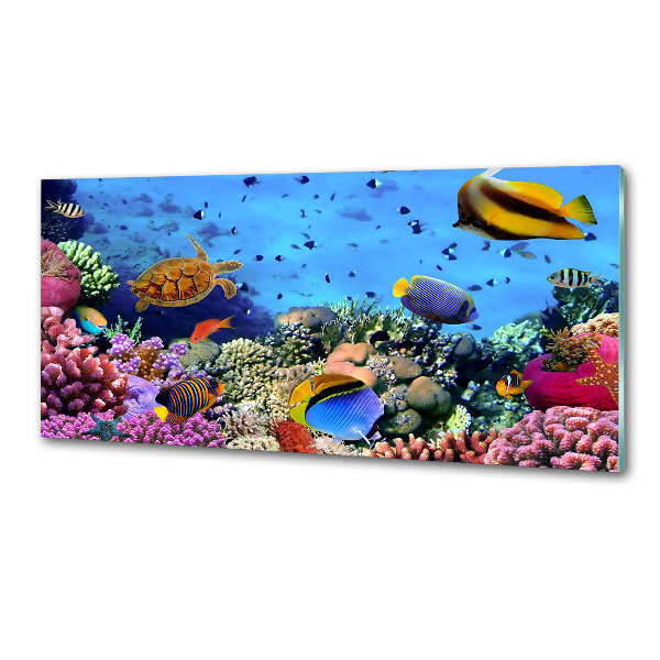 Panel de pared de cocina Arrecife de coral