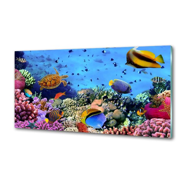 Panel de pared de cocina Arrecife de coral