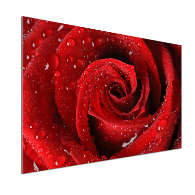 Panel para cocina Gotas sobre una rosa