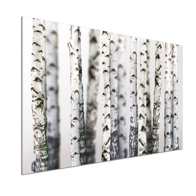 Panel dekor szkło Pnie brzozy