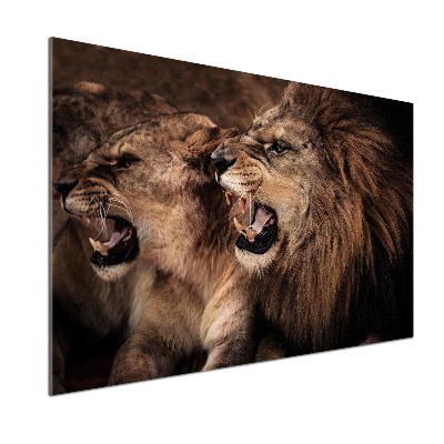 Panel de pared de cocina Leones rugientes
